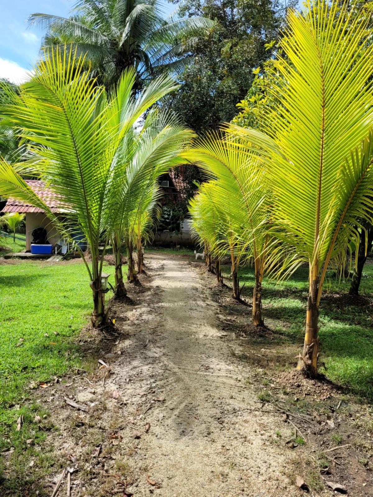 Villas Maria Luisa Uvita Bagian luar foto